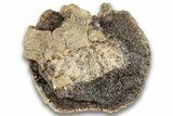 Hadrosaur (Edmontosaurus) Caudal Vertebra Centrum - Montana #324153-2